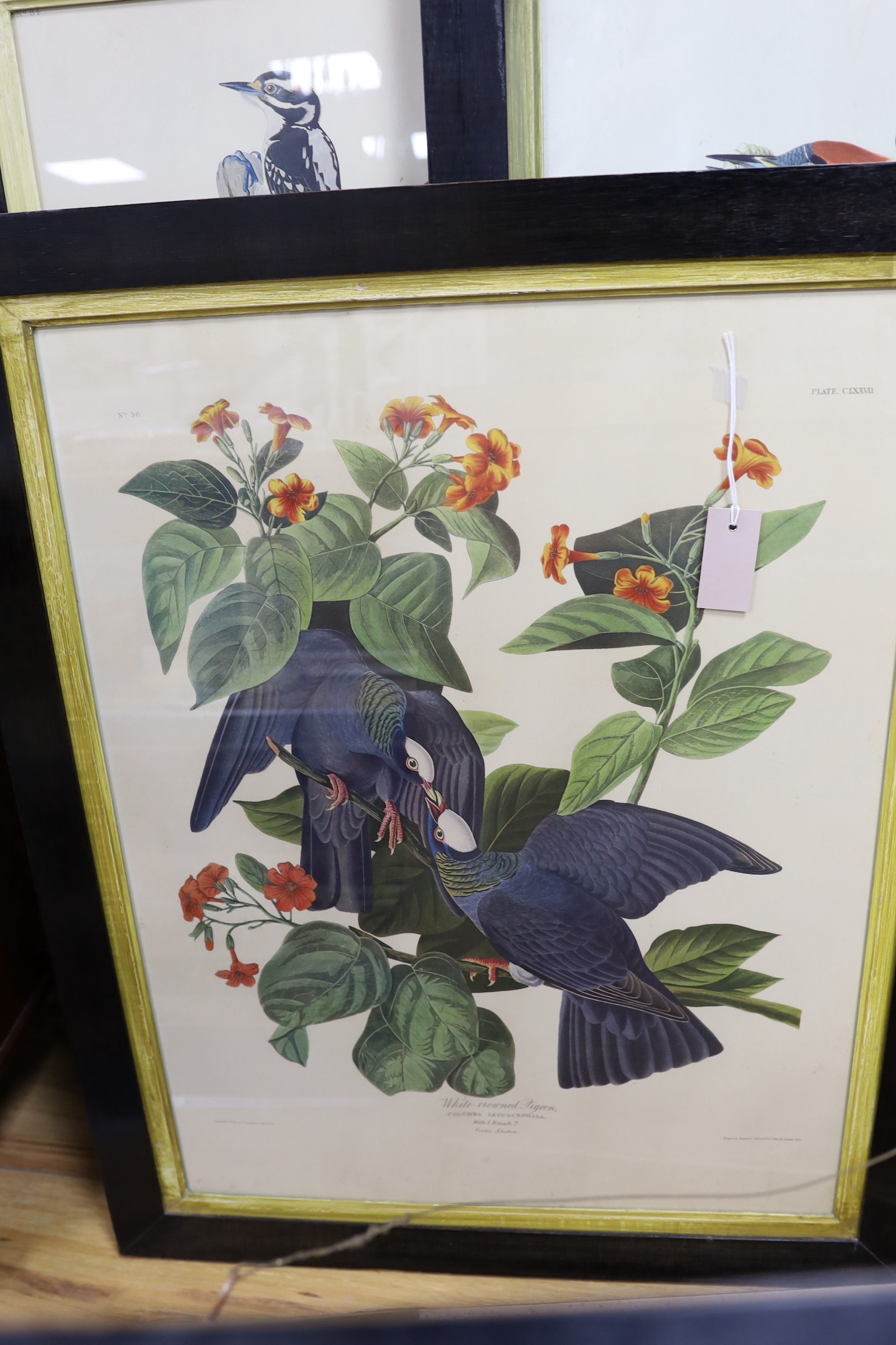Havell after Audubon, five coloured prints, Ornithological studies, largest 96 x 65cm